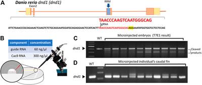 Infertility control of transgenic fluorescent zebrafish with targeted mutagenesis of the dnd1 gene by CRISPR/Cas9 genome editing